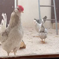 تخم مرغ نطفه دار و جوجه گلین اصل