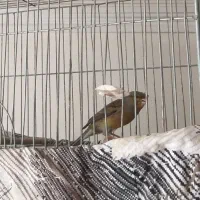 قناری نر بخون معاوضه با سهره