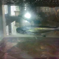 پنکوسی گوشت خوار  معاوضه و فروشی