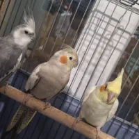 جفت مولد عروس هلندی با چهار عدد جوجه