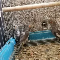 جوجه عروس هلندی|پرنده|داراب, |دیوار