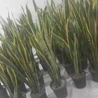 گیاه سانسفریا|گل و گیاه طبیعی|اهواز, شریعتی جنوبی|دیوار