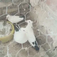 نروماده