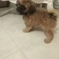 فروش سگ شیتزو فلت