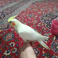 عروس هلندی نر