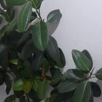 فروش گل فیکوس|گل و گیاه طبیعی|ارومیه, |دیوار