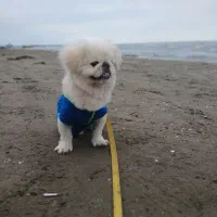 سگ پیکینز نر ۲ دوساله|سگ|هشتگرد, هشتگرد قدیم|دیوار