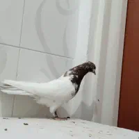 کبوتر کله سرخ نر و ماده درجه یک قواره دار|پرنده|سنندج, |دیوار