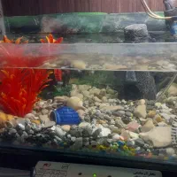 آکواریوم|ماهی|زاهدان, |دیوار