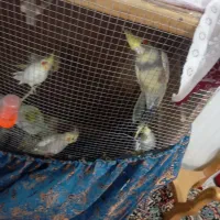 عروس هلندی فوری