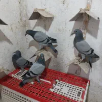 جوجه پلاکی مسافتی