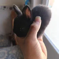خرگوش لپ|موش و خرگوش|همدان, |دیوار