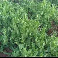 فروش ده هکتارزمین کشاورزی مرغوب سنددار بالوله کشی