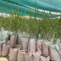 نهالستان مهندس قاسمی نهال های گردو بادام‌گلدانی