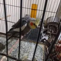 چهارعدد عروس هلندی