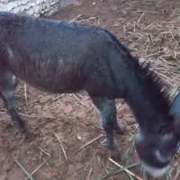 الاغ، خر ماده  اهرم هستم