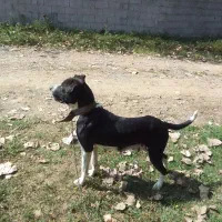 سگ ماده پیتبول