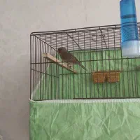 ماده قناری آماده