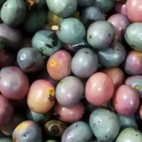 پسته کوهی