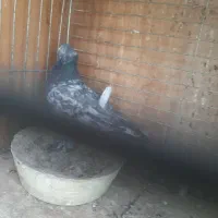 نر سرور|پرنده|یزد, |دیوار