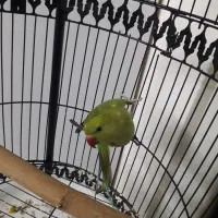 طوطی نر|پرنده|بیرجند, |دیوار