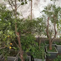 نهال درخت گل وگیاه گلابی به گلدانی فندق عناب زرشک|گل و گیاه طبیعی|تهران, باغ خزانه|دیوار