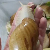 حلزون|خزنده|سبزوار, پیام|دیوار