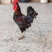 خروس و مرغ سرحال سالم