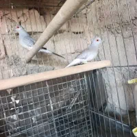 کبوتر خانگی مولد الماسی