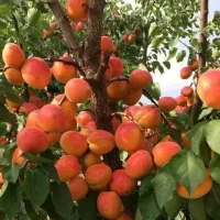 فروش انواع نهالهای مقاوم وپر بازده برای تمام مناطق