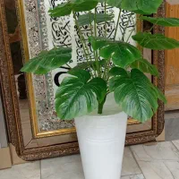 گل انجیری 18 برگ با گلدان فی 600|گل و گیاه طبیعی|کرمانشاه, |دیوار