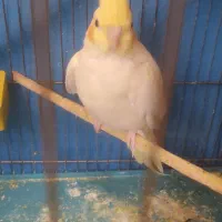 دو عدد ماده عروس هلندی لوتینو اصل سالم بالغ وآماده