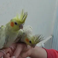 جوجه عروس دون خور آماده واگذاری