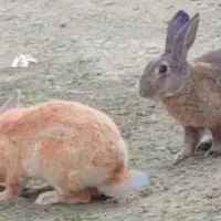خرگوش لبوبو