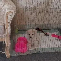 پامر اشتپیز ۳ماهه واکسن خورده