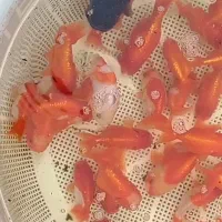 جشنواره فروش گلدفیش رنچو اوراندالاواهدپانداتریکالر