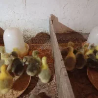 جوجه غاز|حیوانات مزرعه|آق قلا, |دیوار