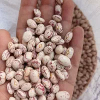 یک تن الوبیا چیت امسالی تمیزبه شرط