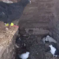 کفتر نرو ماده