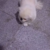 واگذاری سگ نر|سگ|پردیس, فاز ۱۱|دیوار