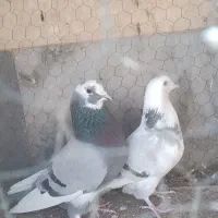 ی جفت نرو ماده هما