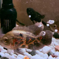 فروش آکواریوم سی استار شیشه خمیده در حد نو|ماهی|تهران, افسریه شمالی|دیوار