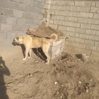 سگ‌اصل‌سراب