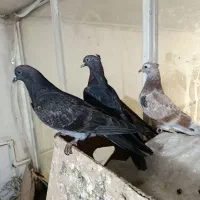 سرور و جوجه پرشتی