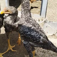 چنتا جوجه لاری کوکو وارداتی|حیوانات مزرعه|تهران, نازیآباد|دیوار