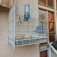 جوجه امسال|پرنده|اندیمشک, |دیوار