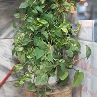 گل طبیعی بزرگ پتوس