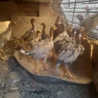جوجه لاری اصیل