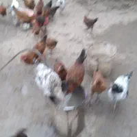 فروش مرغ واردک وغاز محلی ارگانیک|حیوانات مزرعه|ساری, |دیوار