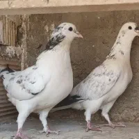 دمگیر دوبحر ۶ دنگ شیویدی|پرنده|اصفهان, ارداجی|دیوار